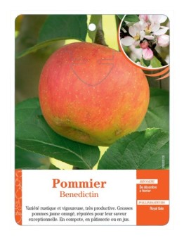 POMMIER ‘BENEDICTIN’