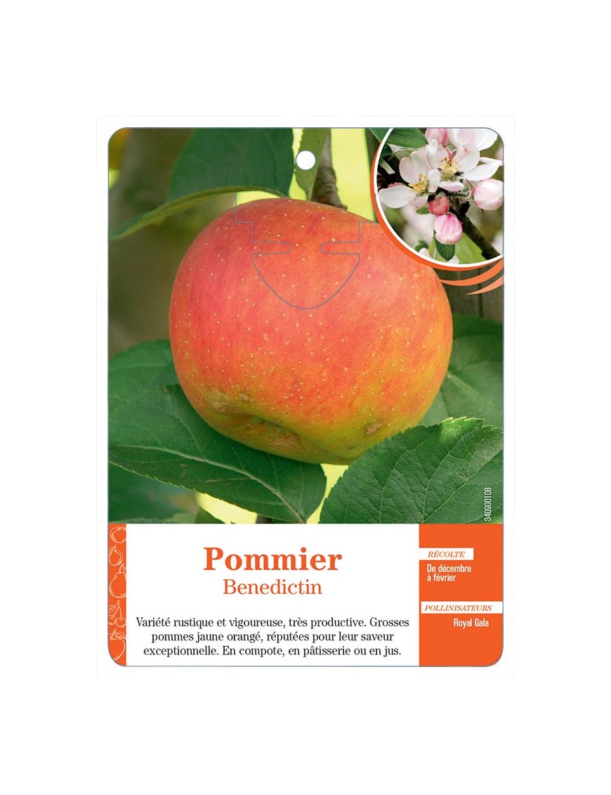 POMMIER ‘BENEDICTIN’