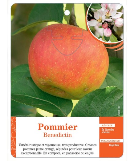 POMMIER ‘BENEDICTIN’