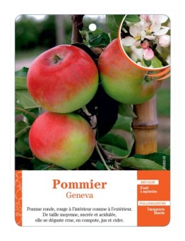 POMMIER ‘GENEVA’