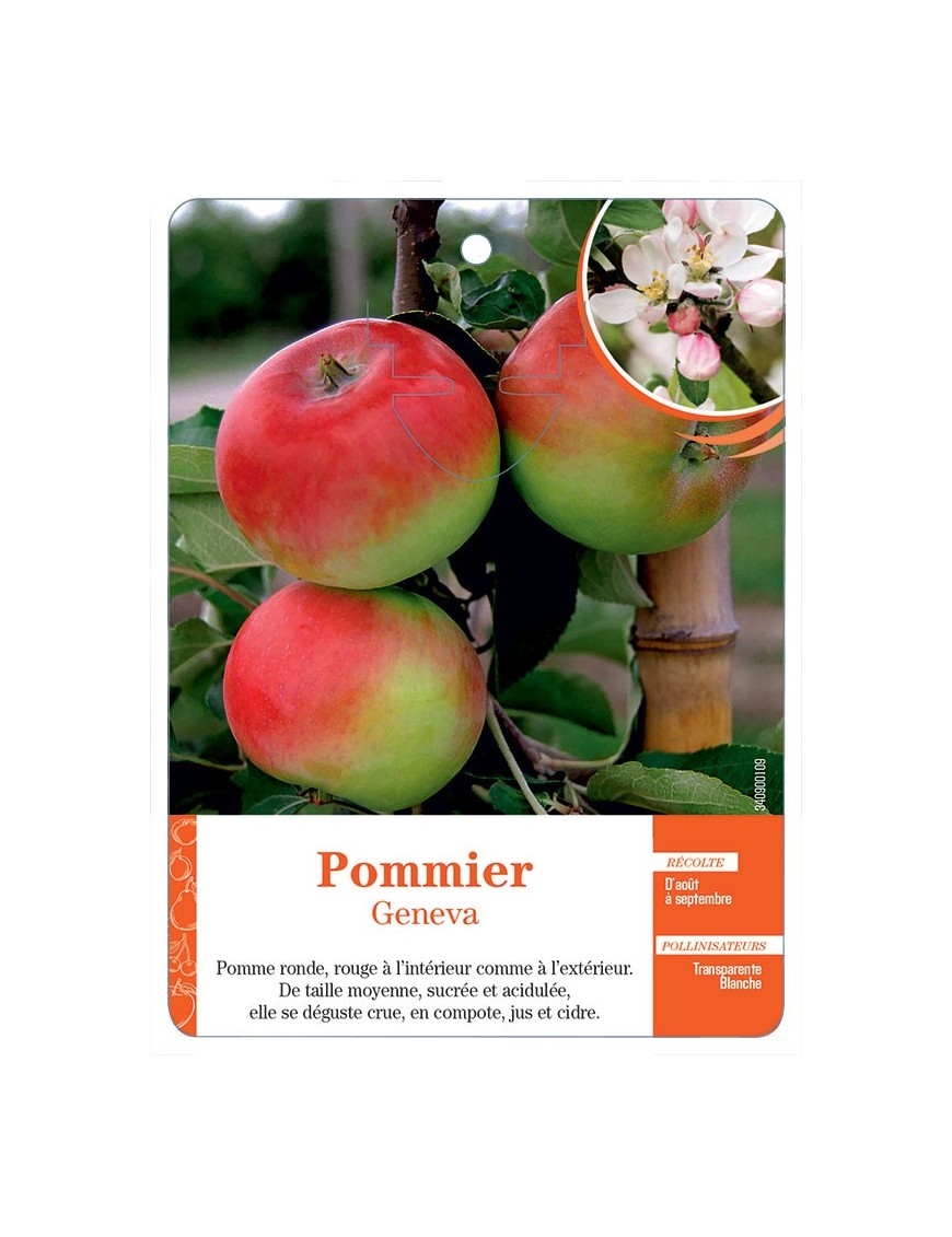 POMMIER ‘GENEVA’