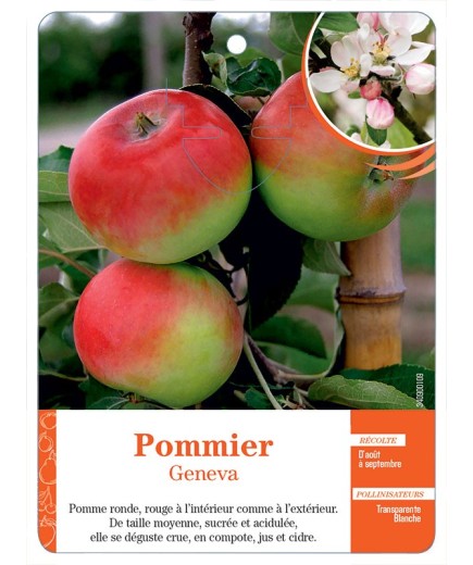 POMMIER ‘GENEVA’