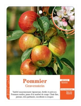 POMMIER ‘GRAVENSTEIN’