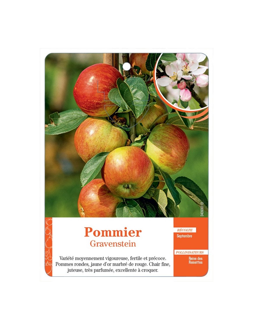 POMMIER ‘GRAVENSTEIN’