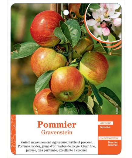 POMMIER ‘GRAVENSTEIN’
