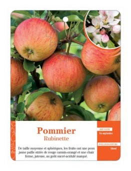 POMMIER ‘RUBINETTE’