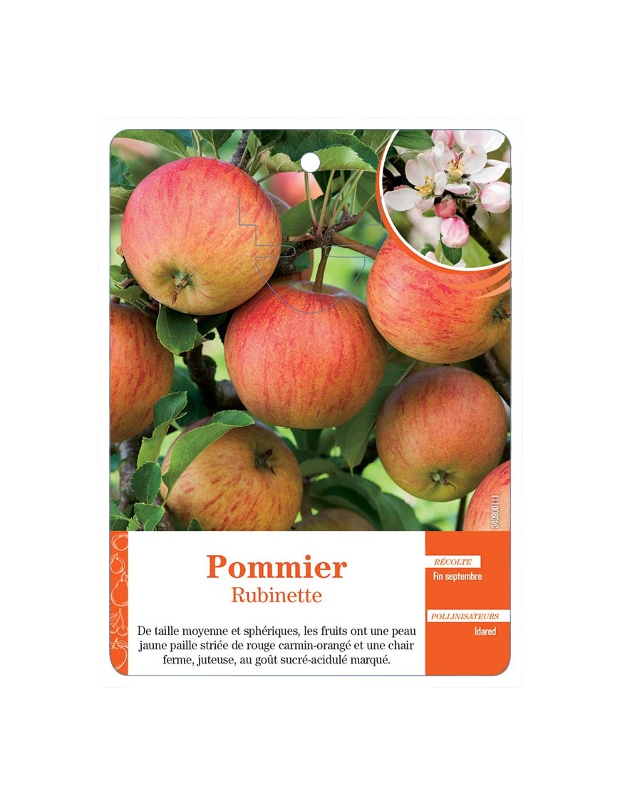 POMMIER ‘RUBINETTE’