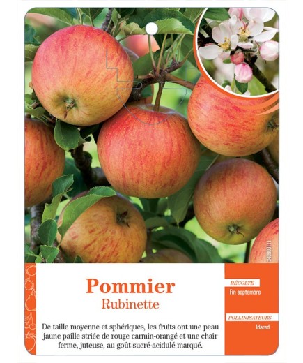 POMMIER ‘RUBINETTE’
