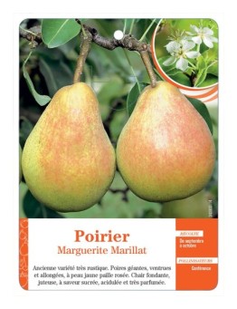 POIRIER 'MARGUERITE MARILLAT'