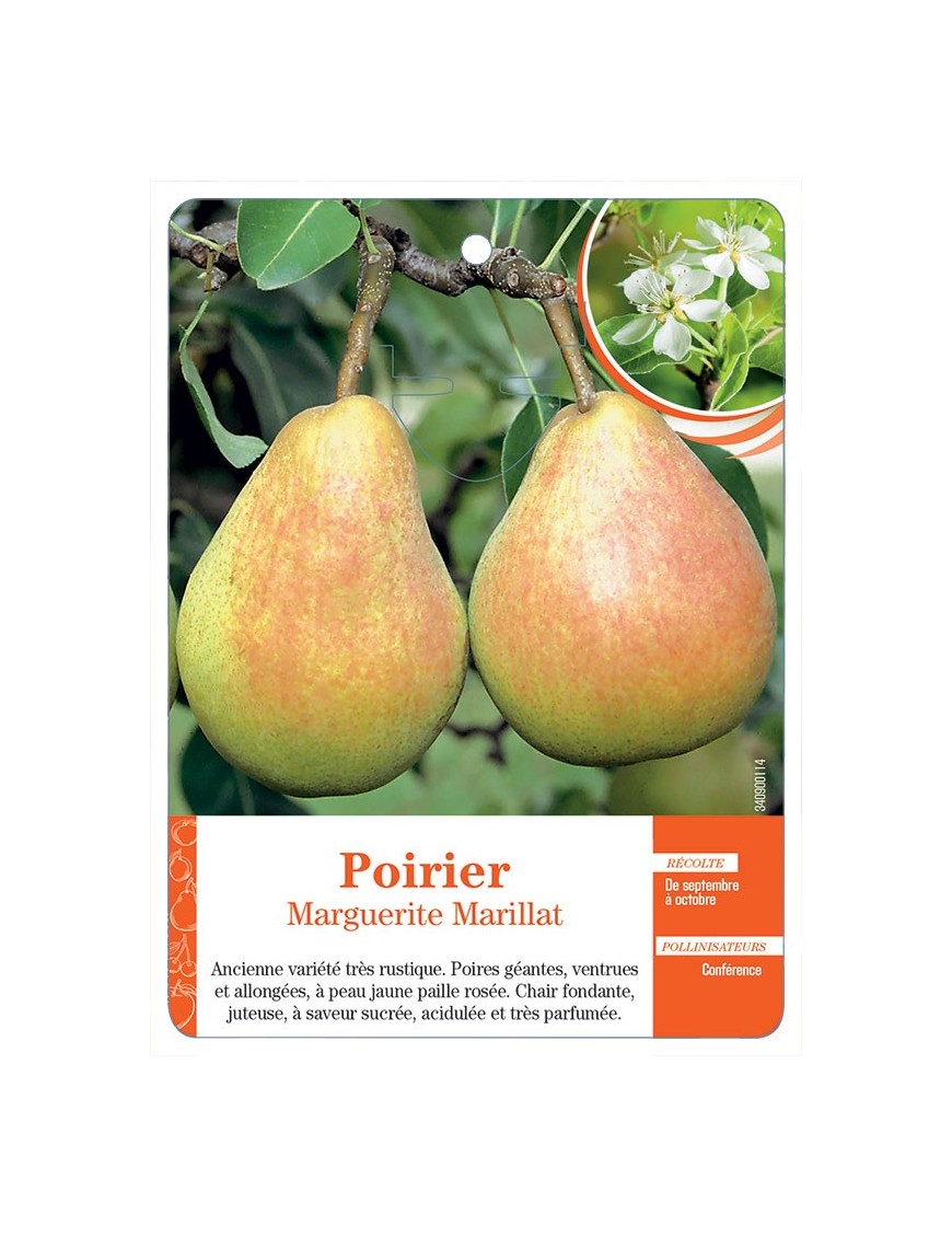 POIRIER 'MARGUERITE MARILLAT'