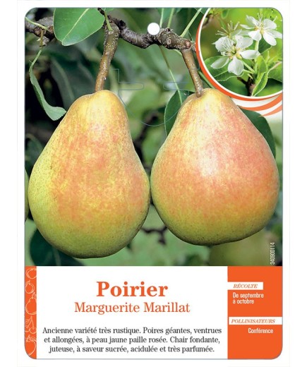 POIRIER 'MARGUERITE MARILLAT'