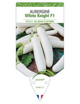 AUBERGINE WHITE KNIGHT