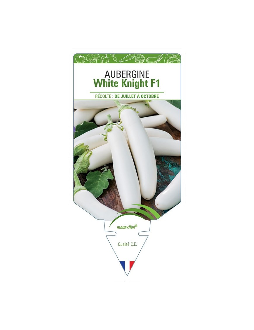 AUBERGINE WHITE KNIGHT