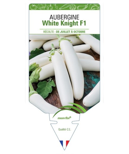 AUBERGINE WHITE KNIGHT