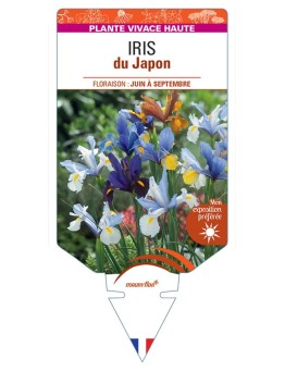 IRIS KAEMPFERI DU JAPON