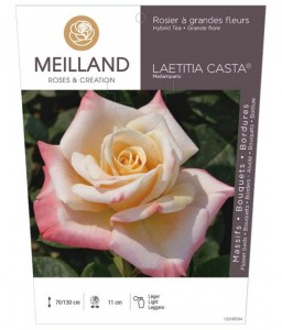 Rosier à grandes fleurs LAETITIA CASTA ® Meilampario