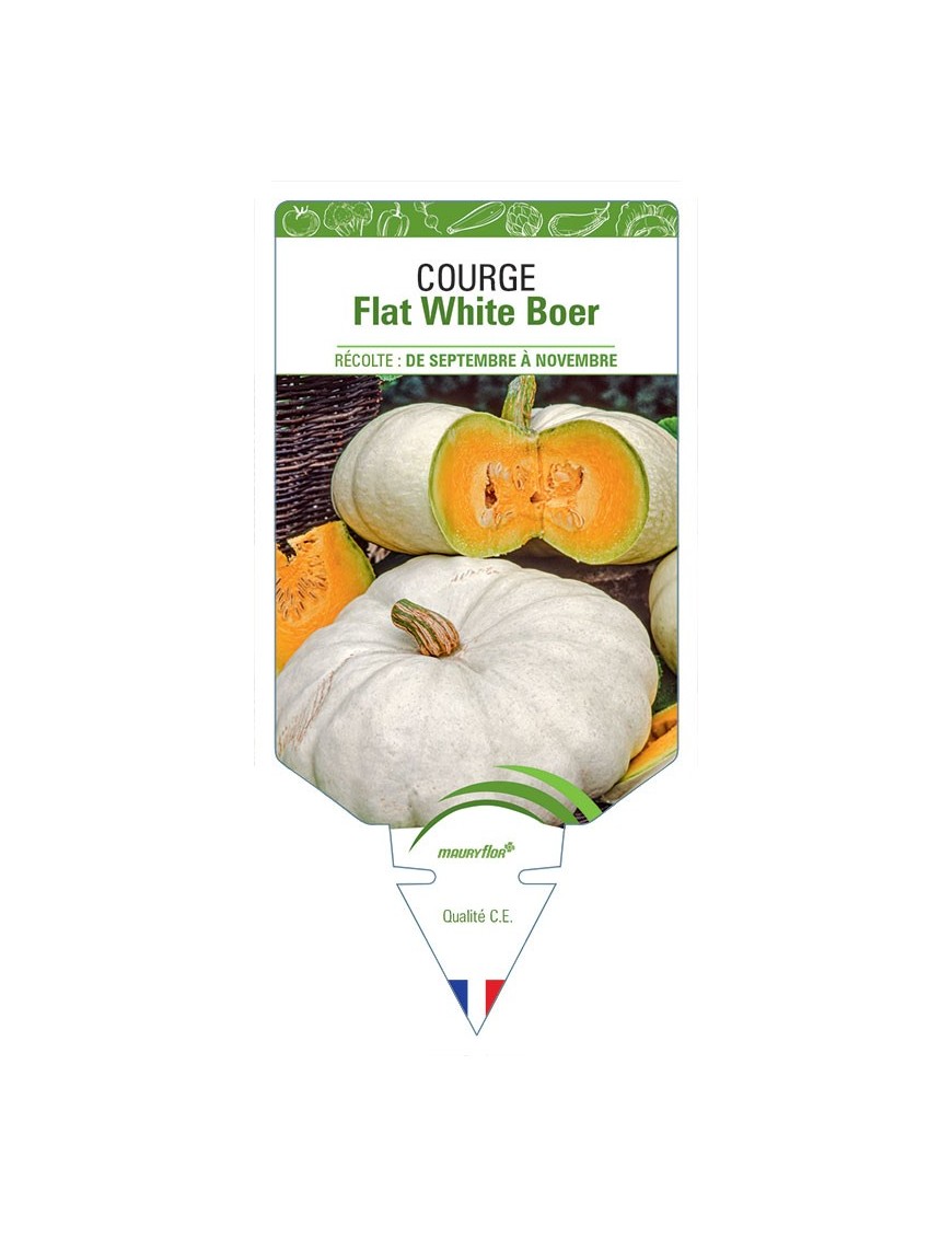 COURGE FLAT WHITE BOER