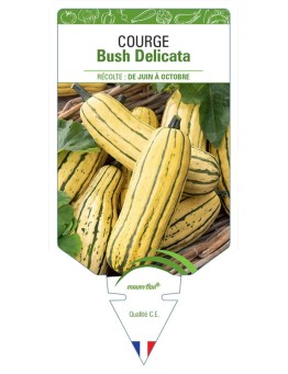 COURGE BUSH DELICATA