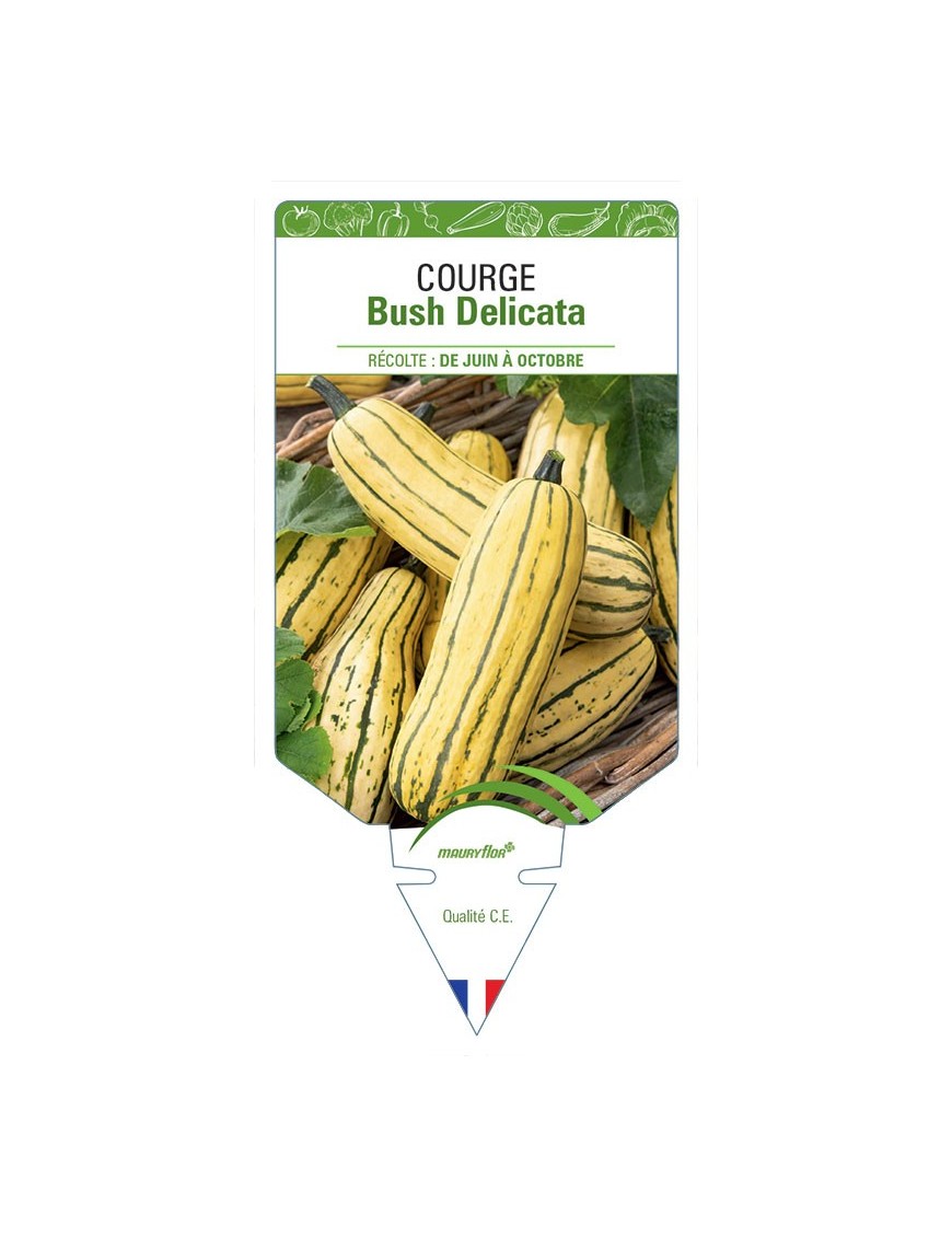 COURGE BUSH DELICATA