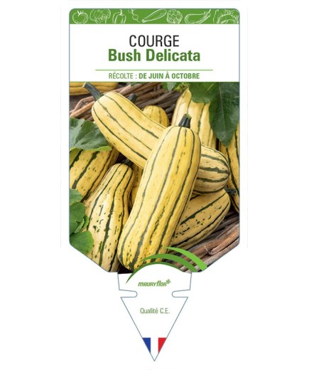 COURGE BUSH DELICATA