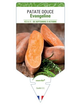 PATATE DOUCE EVANGELINE