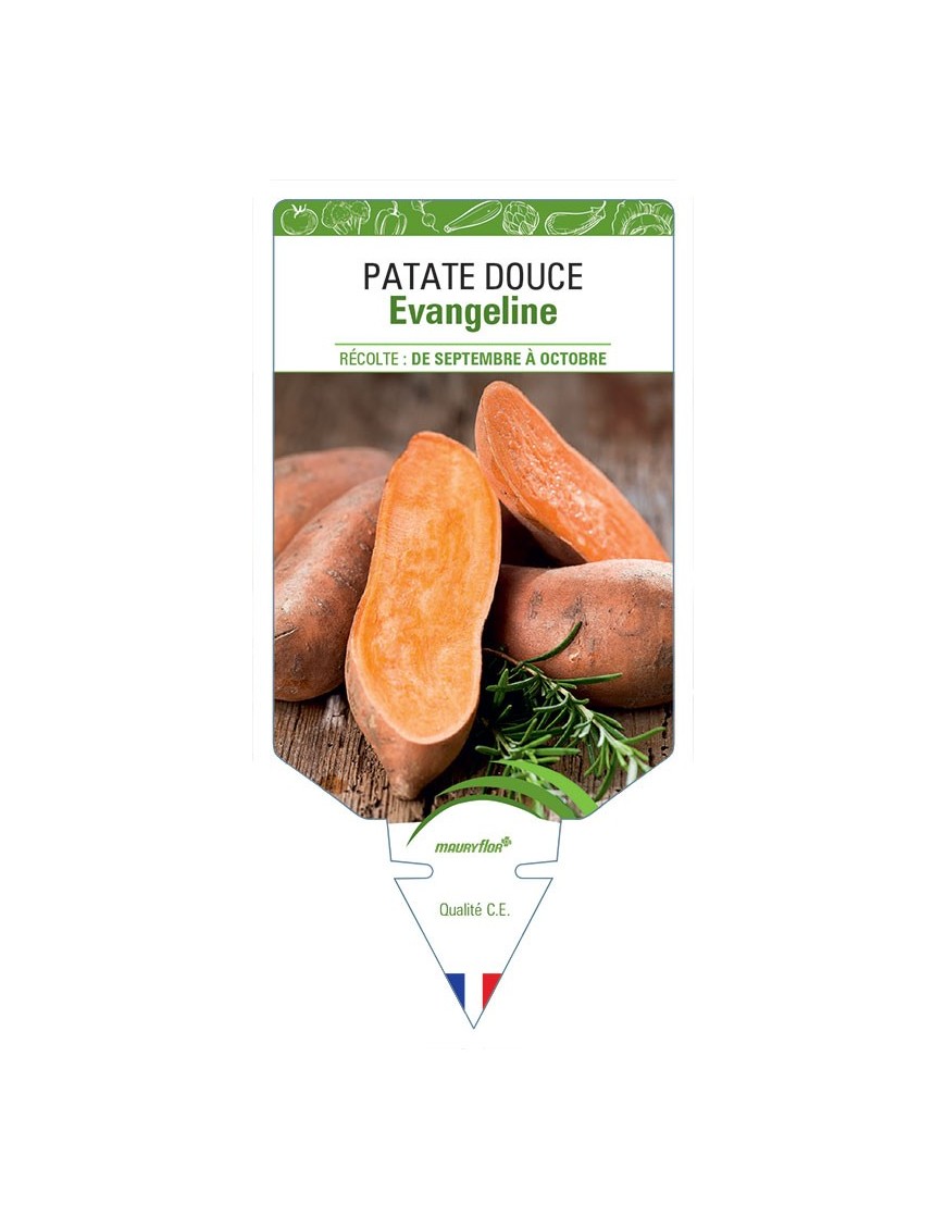 PATATE DOUCE EVANGELINE