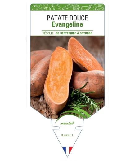 PATATE DOUCE EVANGELINE