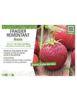 FRAISIER ANAIS