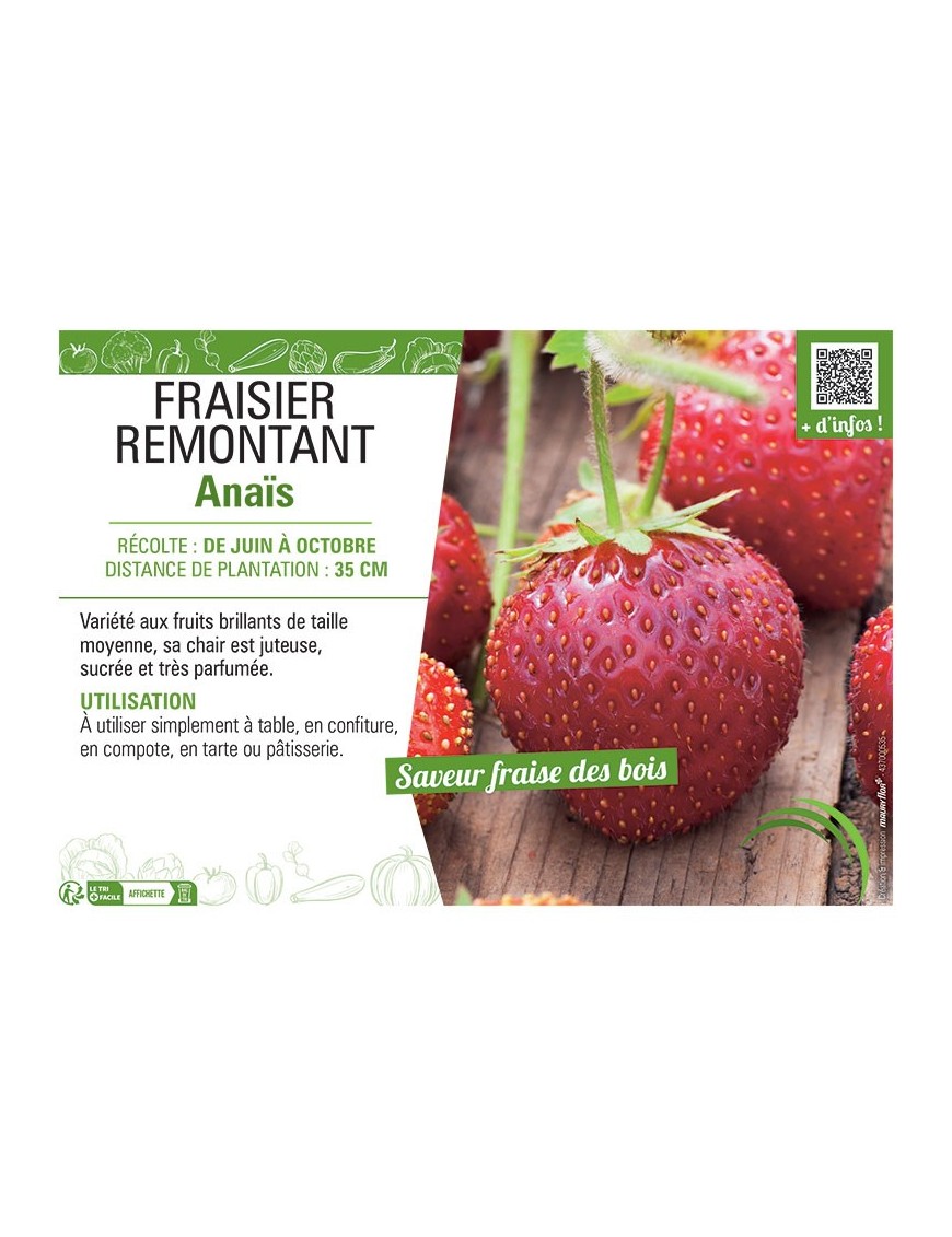 FRAISIER ANAIS