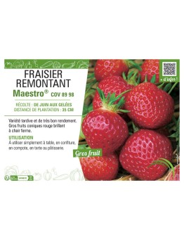 FRAISIER MAESTRO® COV 89 98