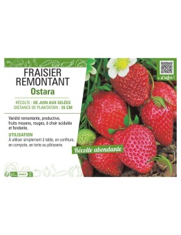 FRAISIER OSTARA