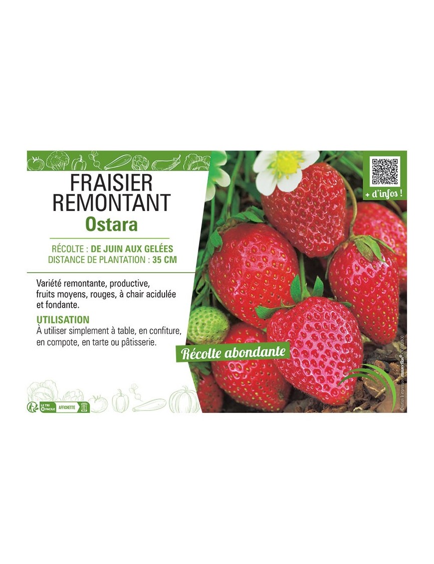 FRAISIER OSTARA