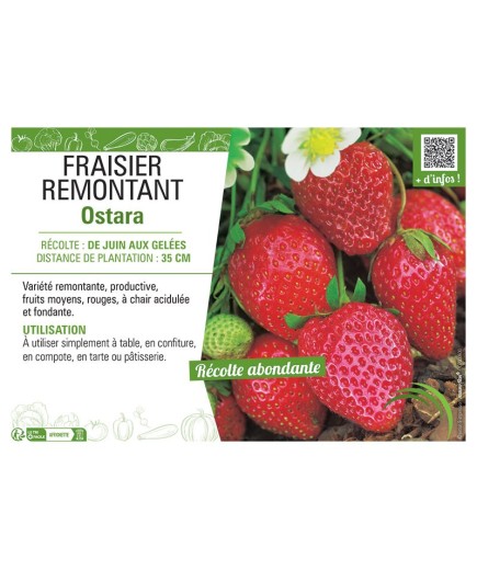 FRAISIER OSTARA