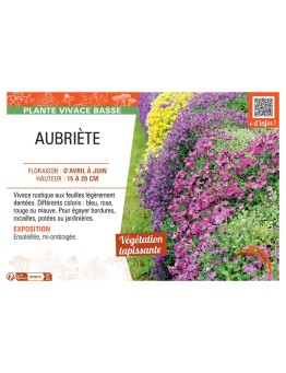 AUBRIÈTE VARIÉE
