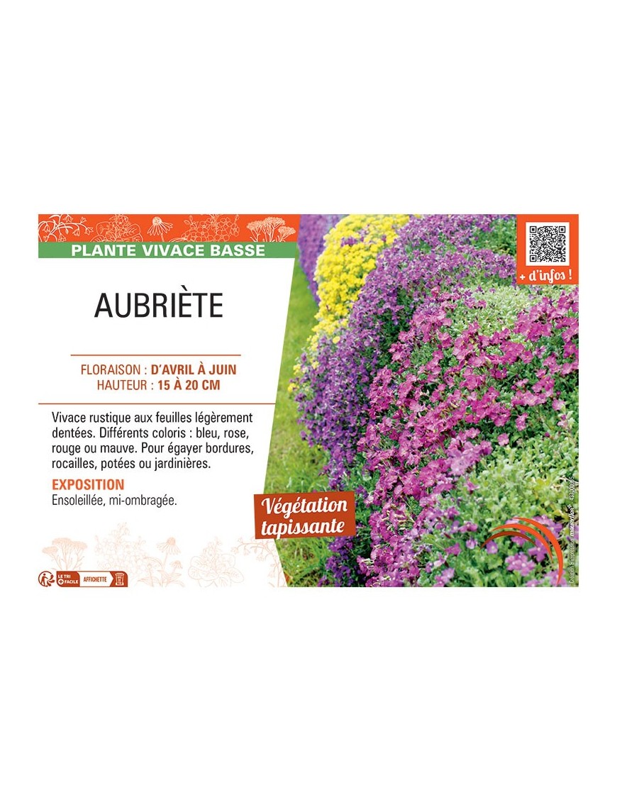 AUBRIÈTE VARIÉE