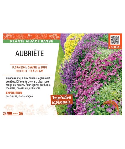 AUBRIÈTE VARIÉE