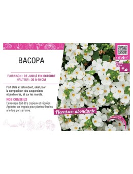 BACOPA BLANC