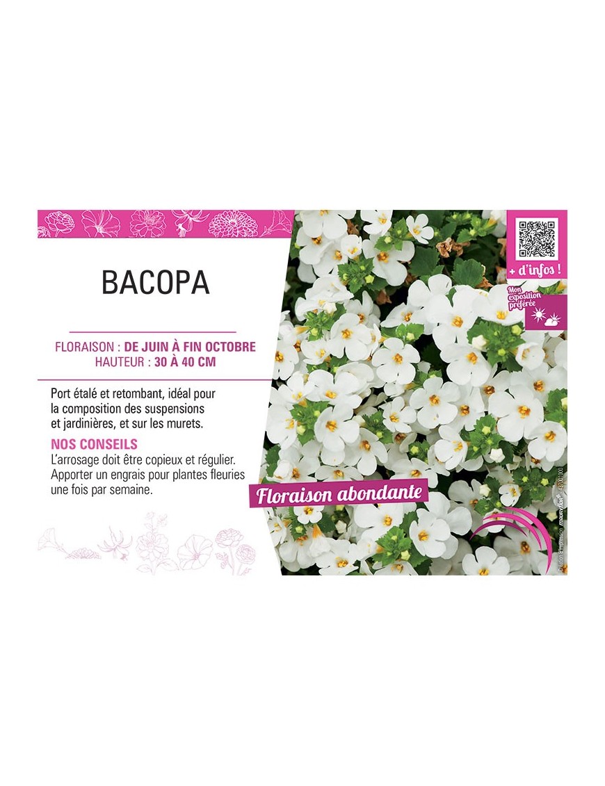 BACOPA BLANC