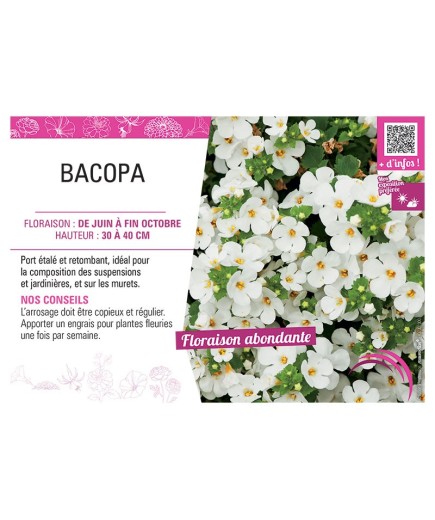 BACOPA BLANC