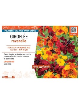 ERYSIMUM voir GIROFLÉE RAVENELLE