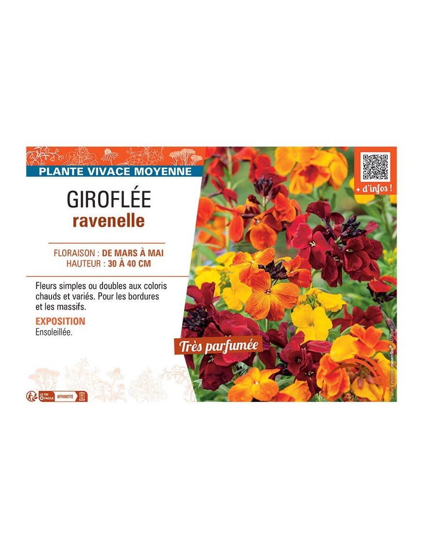 ERYSIMUM voir GIROFLÉE RAVENELLE