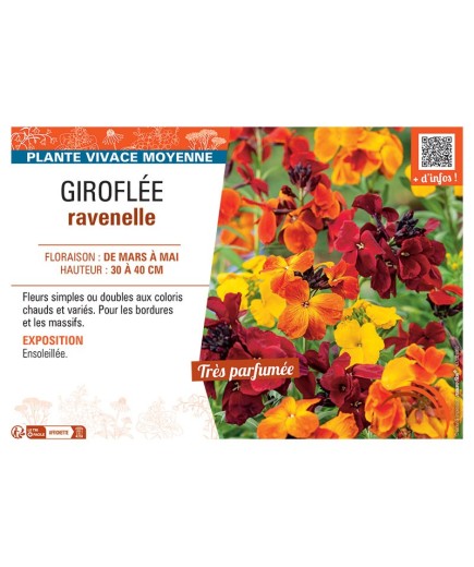 ERYSIMUM voir GIROFLÉE RAVENELLE