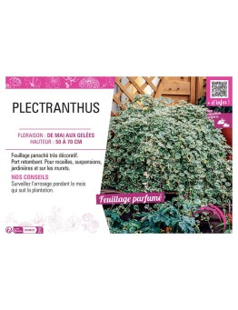 PLECTRANTHUS