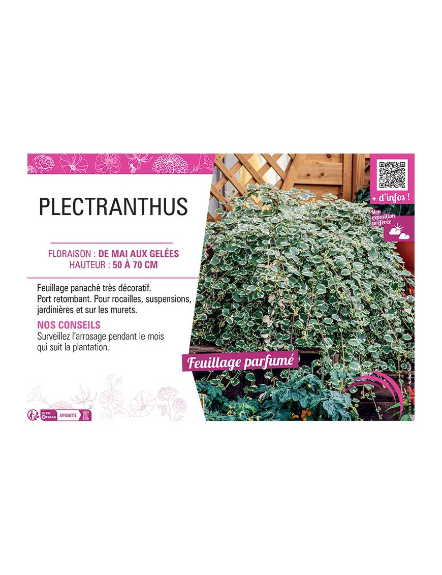 PLECTRANTHUS