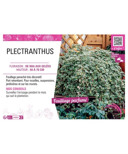 PLECTRANTHUS