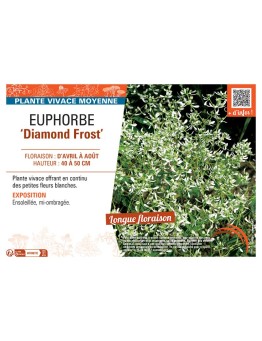 EUPHORBE DIAMOND FROST
