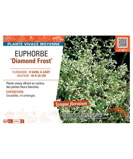 EUPHORBE DIAMOND FROST