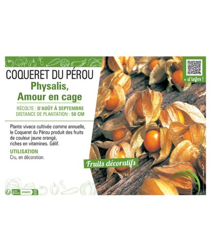 COQUERET DU PÉROU