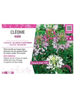 CLÉOME NAIN