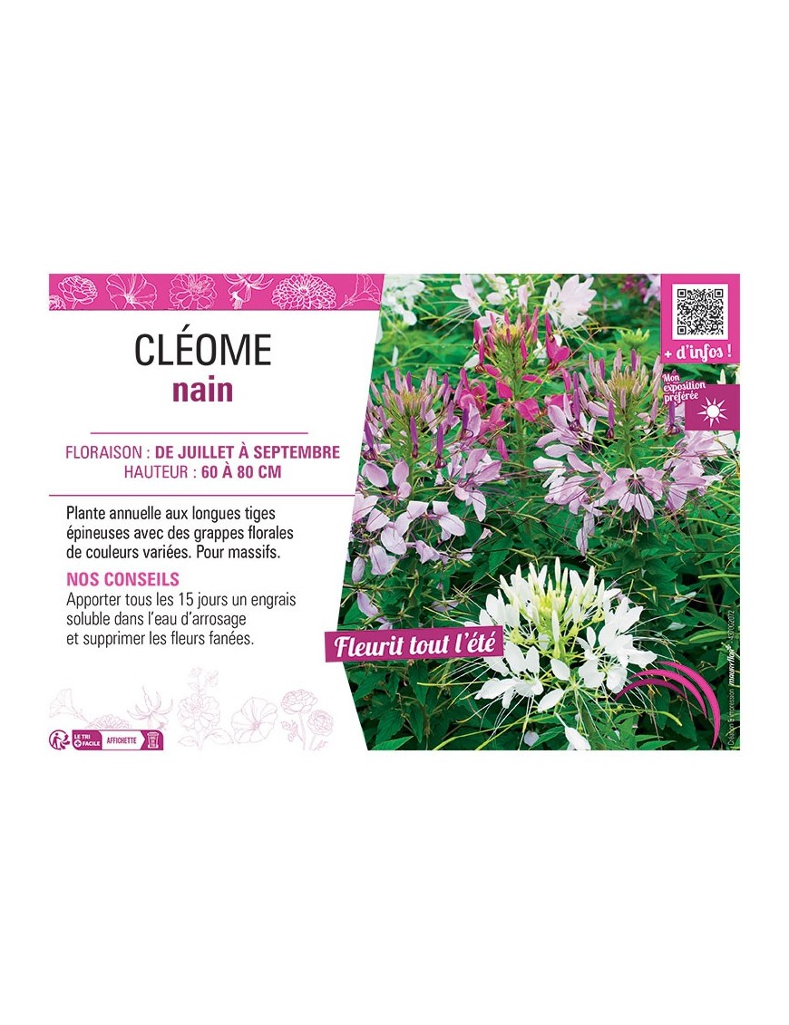 CLÉOME NAIN